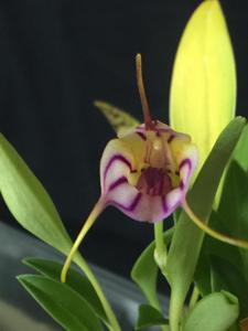 Masdevallia yungasensis