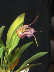 Masdevallia yungasensis