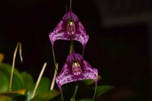 Masdevallia chaparensis