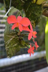 Cattleya pygmaea