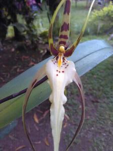 Brassia arcuigera