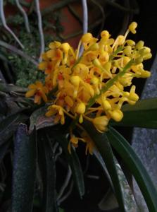 Vanda aurea