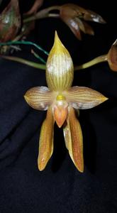 Bulbophyllum cootesii