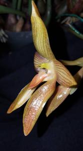 Bulbophyllum cootesii