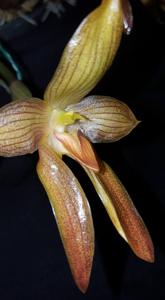 Bulbophyllum cootesii