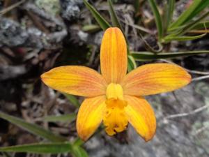 Cattleya briegeri