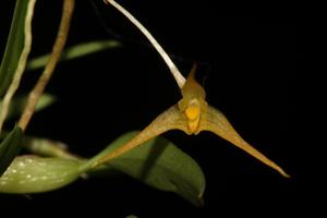 Bulbophyllum mucronatum subsp. alagense