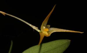 Bulbophyllum mucronatum subsp. alagense