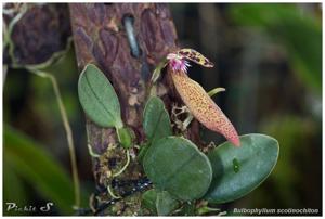 Bulbophyllum scotinochiton
