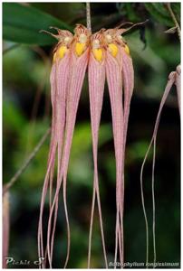 Bulbophyllum longissimum