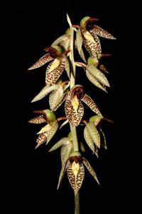 Catasetum sanguineum