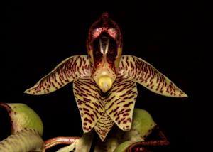 Catasetum sanguineum