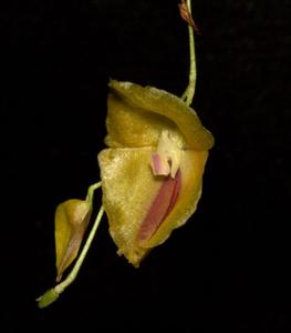 Lepanthes escobariana
