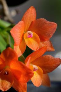 Cattleya cernua