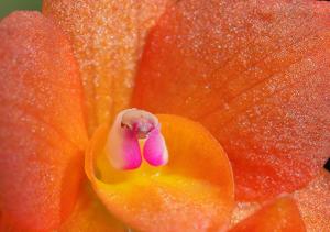 Cattleya cernua