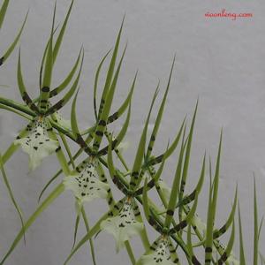 Brassia gireoudiana