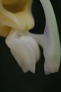 Stanhopea maduroi