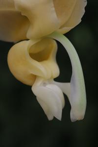 Stanhopea maduroi