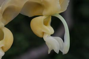 Stanhopea maduroi