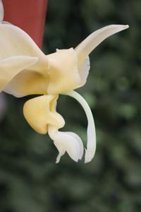 Stanhopea maduroi