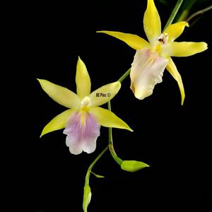 Miltonia regnellii