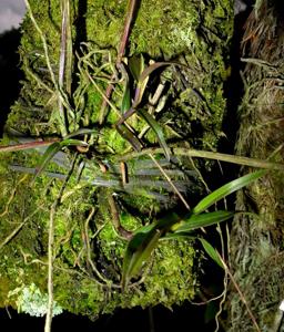 Dendrobium melinanthum