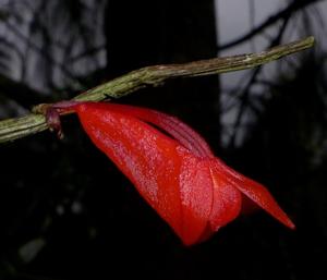 Dendrobium melinanthum