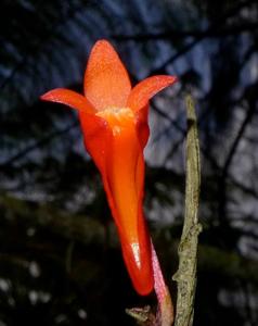 Dendrobium melinanthum