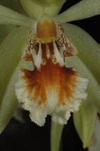 Coelogyne salvaneraniana