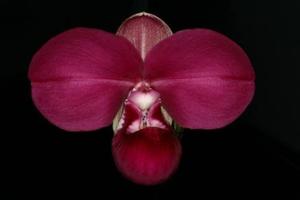 Phragmipedium kovachii