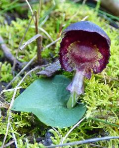 Corybas diemenicus