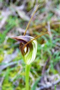 Pterostylis pedunculata