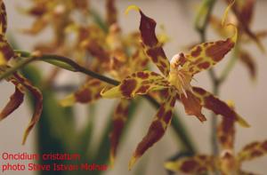 Oncidium cristatum