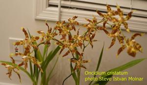 Oncidium cristatum