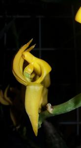 Mormodes cozticxochitl