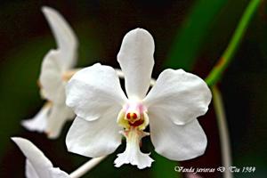 Vanda javierae