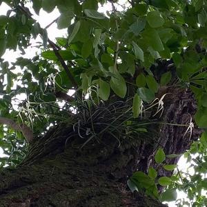 Brassavola cucullata