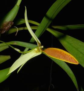 Bulbophyllum scaphioglossum
