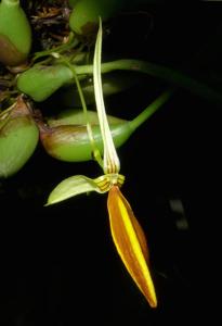 Bulbophyllum scaphioglossum