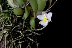 Rossioglossum krameri