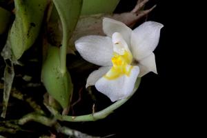 Rossioglossum krameri