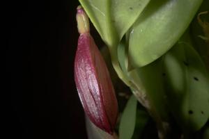 Zootrophion atropurpureum
