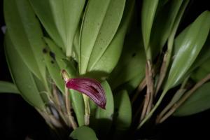 Zootrophion atropurpureum
