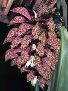 Bulbophyllum phalaenopsis