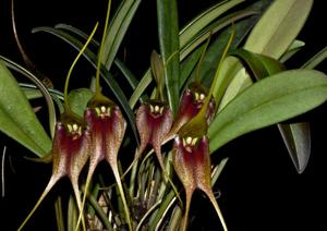 Masdevallia misasii