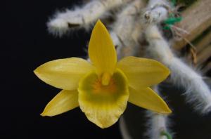 Dendrobium senile