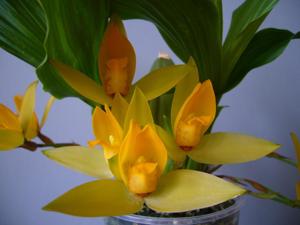 Lycaste cruenta