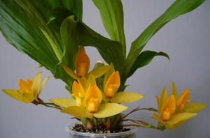 Lycaste cruenta