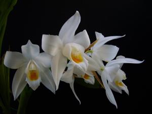 Coelogyne mooreana