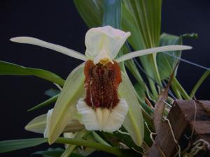 Coelogyne speciosa